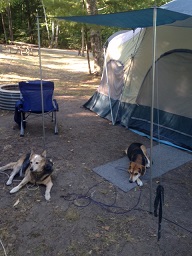 dog-tent